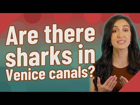 Are there sharks in Venice canals?
