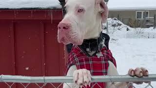 Tiny Tim 20 119 Video