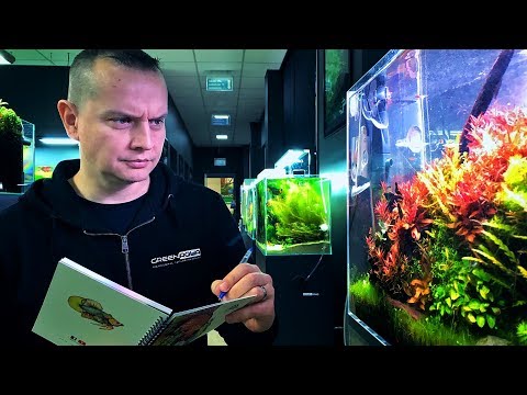 QUALITY CONTROL IN AQUASCAPING - BEAUTIFUL AQUASCAPES AT GREEN AQUA