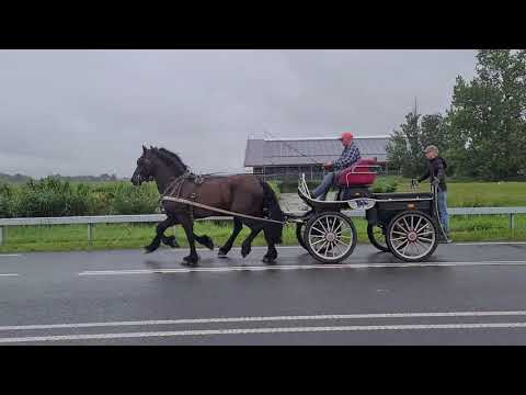 Span Zepp (Onne) en Yvar (Felle)