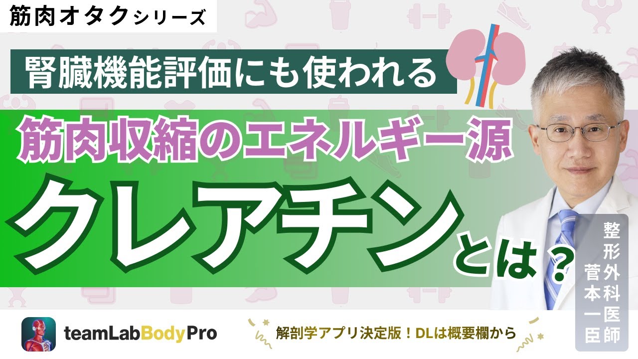 【クレアチン】筋肉収縮の仕組みやクレアチンについて詳しく解説します！