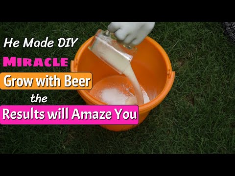 , title : 'He Made DIY Miracle Grow with Beer, the Results will Amaze You'
