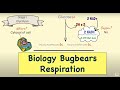 Basics Of Respiration For Leaving Cert Biology Updated Biology Bugbears Respiration