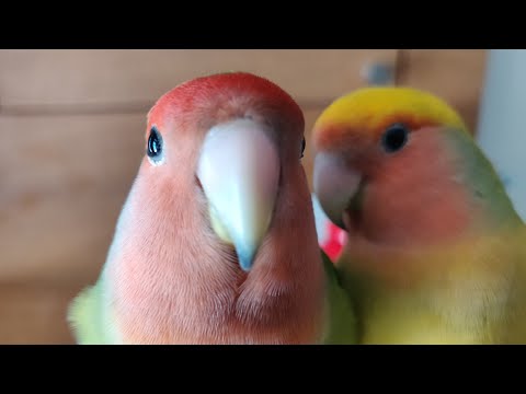 Lovebirds Cute Activity Compilation Part 1 | Cute Love Birds Playing and Enjoying |  burung parakeet