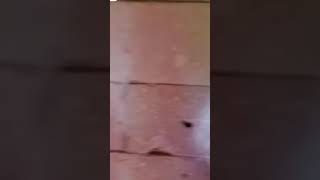 Download lagu bhutiya ghar ke video | bhutiya Ghar | bhoot | dhakad chhora mp3