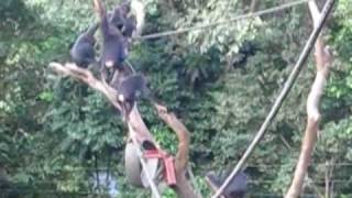 preview picture of video 'Baby Chimps of Tacugama Chimpanzee Sanctuary, Sierra Leone'