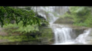 Bob Duckett - The Living System