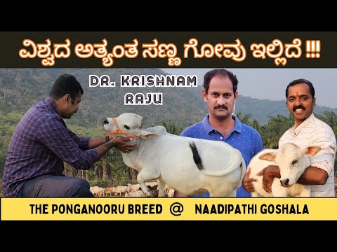 , title : 'ವಿಶ್ವದ ಅತ್ಯಂತ ಸಣ್ಣ ಗೋವು | The world's smallest Cow | Miniature cow  Nadipathi Goshala Andhra Pradesh'