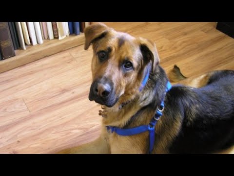 82 Year Old Man Asks His Roommate To Walk His Dog And He Gives Him Away To A Stranger