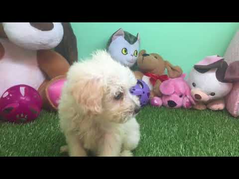 Topdogla- Maltipoo Puppy - Female - Josie