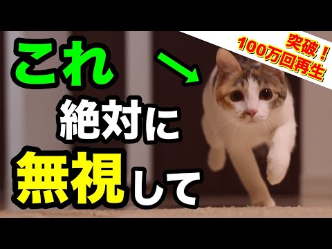 猫の奇妙な行動10選 - 4.布を噛む