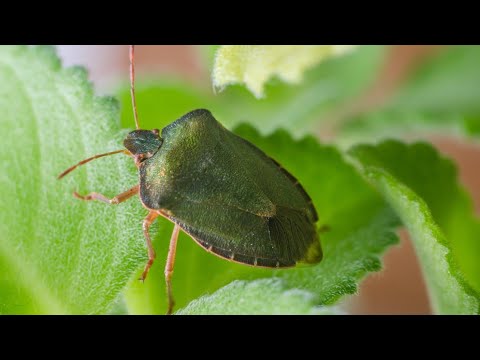 Ovo su načini koji će vam pomoći da se rešite smrdibuba iz vaših domova, dvorišta i vrtova