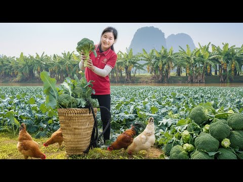 TIMELAPSE -- Harvest 100Kg+ Giant Broccoli, Sweet Potatoes, Tomatoes, to Market Countryside Life