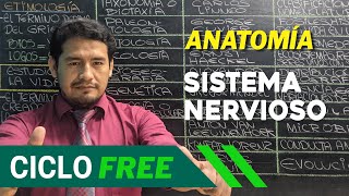 ANATOMÍA - Sistema nervioso Parte 01 [CICLO FREE]