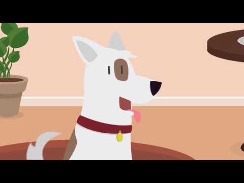 DogTV - Customer Success Story