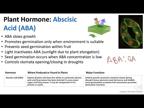 Plant Hormones: Abscisic Acid | Biology