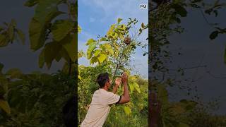 Download lagu Menangkap burung pipit di sarangnya #shortvideo mp3 Download lagu Menangkap burung pipit di sarangnya #shortvideo mp3