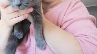 Le nécessaire pour une mise bas chat élevage de chartreux dans l'Aisne