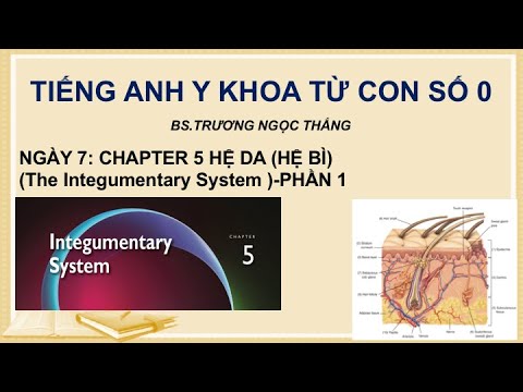 TIẾNG ANH Y KHOA TỪ CON SỐ 0: NGÀY 7- CAPÍTULO 5 HỆ DA (HỆ BÌ) (O Sistema Tegumentar)- PHẦN 1