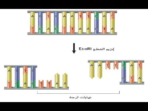تكنولوجيا الحمض النووي - الجزء الأول - بريدج