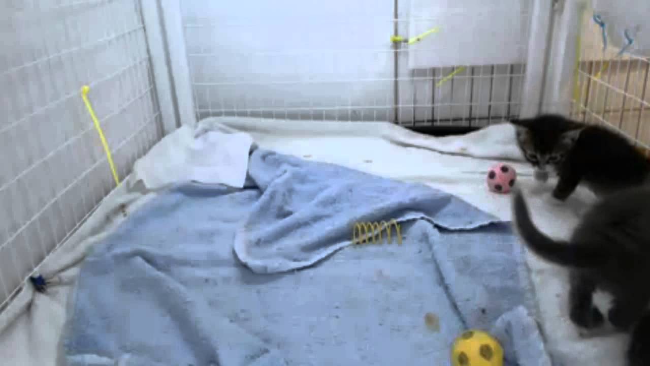 Springfield Kittens - Pre Break Out