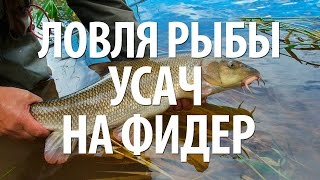 Рыба усач на что ловится лучше