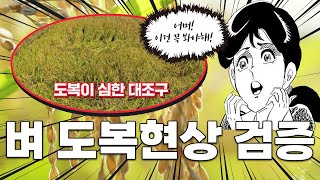 ????벼 재배하는 구독자님들은 꼭 보시는 것을 추천드립니다????