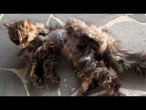 길고양이 구조 그리고 6개월