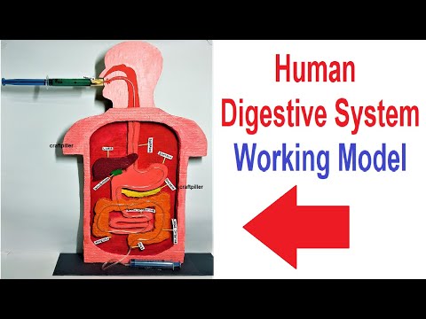 human digestive system working model 3d science project for science exhibition diy howtofunda