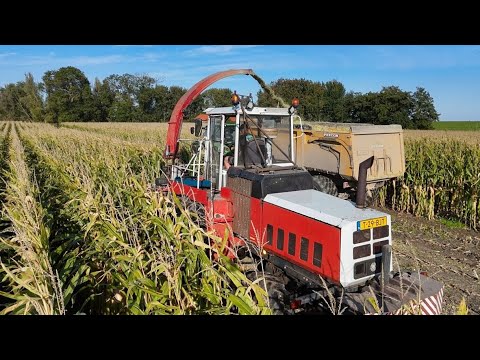 Maïs oogst 2025 met STEYR 8300.  Mts Overgaauw - Vergeer  Holwierde.   4K.