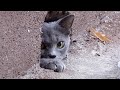 Grey Cat Hides In A Rat Hole From Robin Seplut