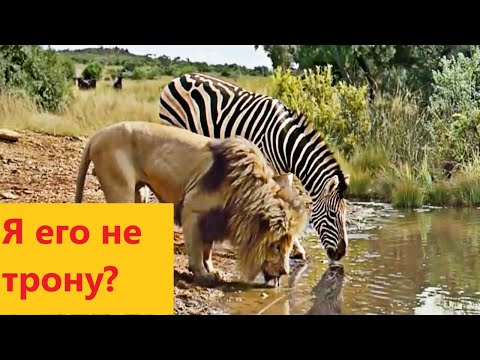ПРАВДА ли что Животные НЕ нападают друг на друга на водопое?