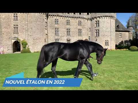 Motamarris, étalon débutant en 2022 au Haras du Mazet chez Mathieu Talleux