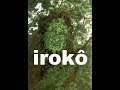 IROkÕ  (ORIXÁ RARO E POUCO CULTUADO)