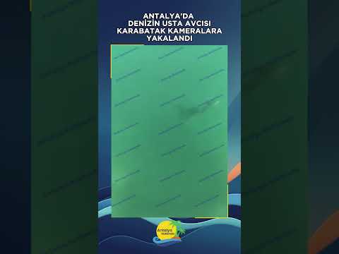 Antalya'da denizin usta avcısı Karabatak kameralara yakalandı!