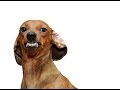 Evil Dog 