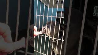 Video preview image #1 Mutt Puppy For Sale in Pasadena, CA, USA