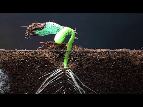 Growing Red Bean - Time Lapse #greentimelapse #gtl #timelapse