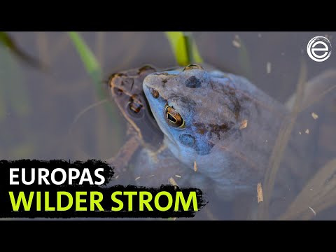 Natur entlang der Elbe – Von Sachsen zum Wattenmeer | Erlebnis Erde