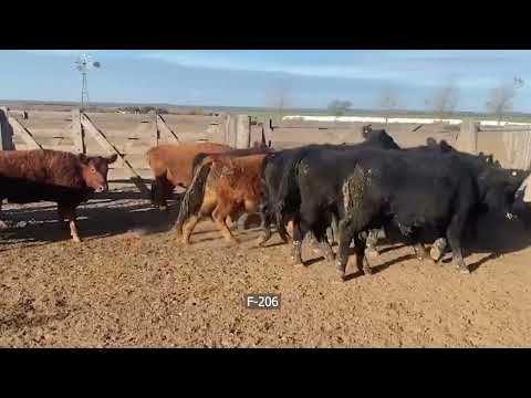 Lote 50 Novillitos en Macachín, La Pampa