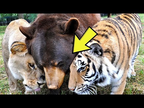 Bear, Lion and Tiger Friends Say Goodbye After 16 Years Together