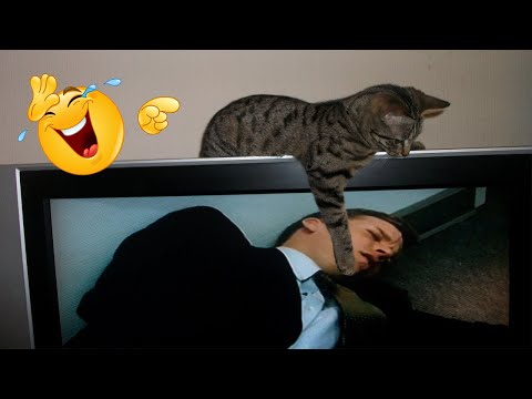 pet cats attack their owners _ angry cats videos