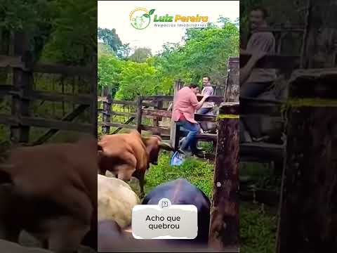 Achou que era facil pular a cerca, mas acho que não 🤣 #Boiadeiro #Boibravo#Agro#Touro#Nelore