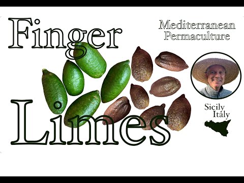 John Kaisner's Med Permaculture: Finger Limes Explained