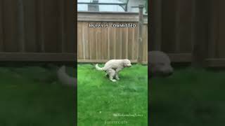 Download lagu Funniest Animals 🐧 - Best Of The 2022 Funny Animal Videos 😁 - Cutest Animals Ever mp3