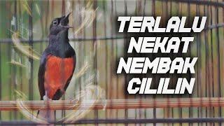 Download lagu TEMBAKAN MURAI BATU ISIAN CILILIN bikin LANGSUNG NYAUT tambah GACOR mp3 Download lagu TEMBAKAN MURAI BATU ISIAN CILILIN bikin LANGSUNG NYAUT tambah GACOR mp3
