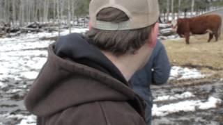 Brett Kissel Taggin' Cattle