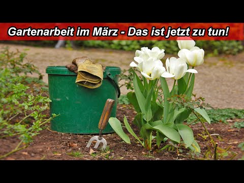Gartenarbeit im März – Die Aufgaben, Arbeiten im Monat März erledigen Rasen, Beete, Pflanzen, Aussat