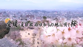 城山公園（松山城）　日本さくら名所100選
