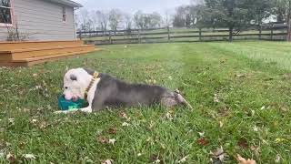 Video preview image #1 American Bulldog Puppy For Sale in Rockville, MD, USA